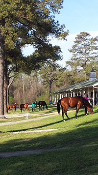 Camden Training Center thoroughbred race horses